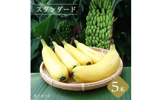 国産バナナ　栽培期間中農薬不使用