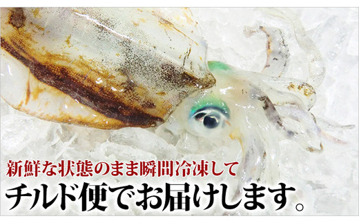 瞬間冷凍アオリイカ　2.0kg 789301 - 高知県中土佐町