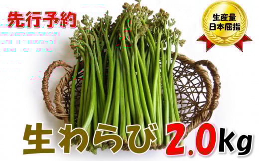 【先行予約・数量限定】採れたて山菜　生わらび　1kg×2束