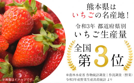 数量限定】ゆうべに 約1,000g（約250g×4パック） 熊本 いちご 苺