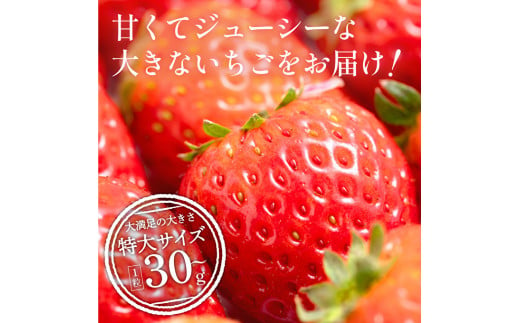 かぐや農園の極甘 いちご 特大粒 12粒 - 兵庫県加西市｜ふるさと