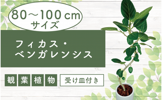 2025年1月中旬～発送【観葉植物】フィカス・ベンガレンシス80cm～100cm丸ロング陶器鉢(T&P/035-1464) 南国鹿児島県で育った 観葉植物！植物 鉢付 インテリア 室内 オフィス おしゃれ プレゼント ギフト 開店祝い 移転祝い マイナスイオン【配送不可地域：北海道・沖縄県・離島】 545021 - 鹿児島県指宿市