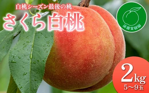 福島の桃 最後の桃 「さくら白桃」2kg（5～9玉）先行予約 フルーツ 果物 もも モモ momo F20C-833 1196926 - 福島県伊達市