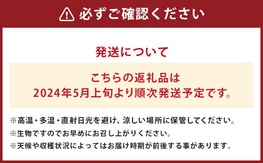 スイートコーン セット 8～10本