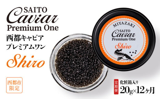  【12ヶ月定期便】SAITO CAVIAR PREMIUM ONE SHIRO 20g×12ヶ月＜44-1＞キャビア 西都市オリジナル 1171228 - 宮崎県西都市