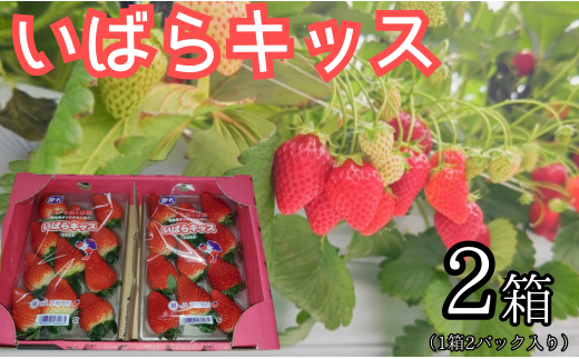 いちご イチゴ 苺 いばらキッス 2箱（1箱2パック入り×2）  セット フルーツ 季節限定 いばらキッス 完熟 甘い ジューシー  4パック 送料無料 ギフト 茨城県 鉾田市 野菜王国