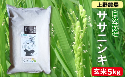新潟産自然栽培ササニシキ玄米　5kg 1171226 - 新潟県新潟市