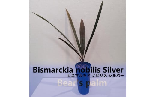 ビスマルキアノビリスシルバー　Bismarckia nobilis Silver_栃木県大田原市生産品_Bear‘s palm