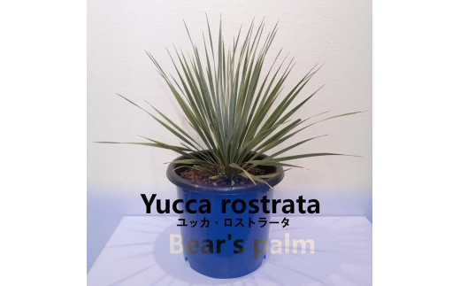 ユッカ・ロストラータ　Yucca rostrata_栃木県大田原市生産品_Bear‘s palm 1170685 - 栃木県大田原市