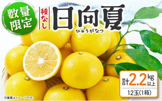 数量限定 日向夏 種なし 3個入り 4セット 計2.2kg以上 フルーツ 果物 柑橘 みかん 国産 食品 デザート 送料無料_BB99-23