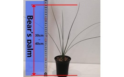 ダシリリオン・ロンギシマム Dasylirion longissimum_栃木県大田原市生産品_Bear's palm -  栃木県大田原市｜ふるさとチョイス - ふるさと納税サイト