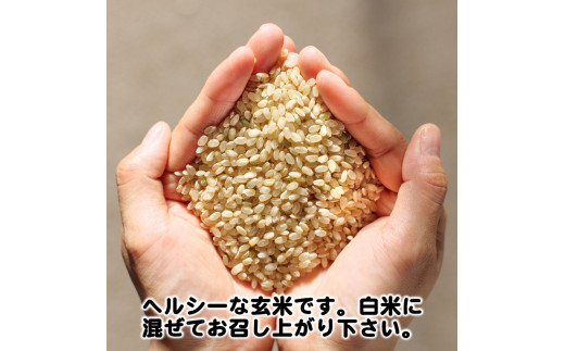 食品/飲料/酒キヌヒカリ 玄米 20kg 和歌山県産
