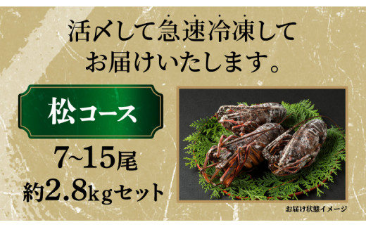 熊野灘産活〆急速冷凍伊勢海老 松 海鮮 魚介類 伊勢海老 伊勢エビ