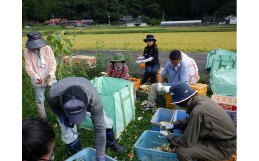 9月、地域運営組織「未来へつなぐ千屋野の里」会員と地元住民が集まり、ひまわり畑で種の収穫が行われました。