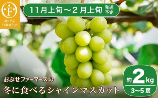 冬に食べるシャインマスカット 約2kg 3〜5房［ おぶせファーマーズ ］ぶどう フルーツ 果物 【2024年11月上旬～2025年2月上旬発送】［FC-1］ 487856 - 長野県小布施町