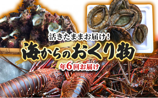 伊勢海老 アワビ サザエ 定期便 年6回 海からのお届け物 ワカメ ひじき