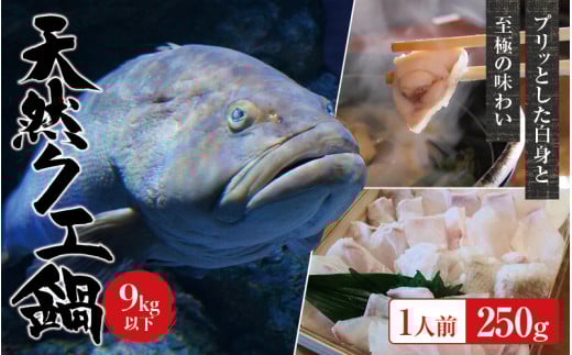 [冷蔵]天然 クエ 9kg 以下 クエ鍋セット 1人前(250g) [2025年11月下旬から2026年2月下旬までに順次発送致します。] / 高級 海鮮 お魚 魚 くえ鍋 クエ鍋 くえ くえ天然[tkw001-1]