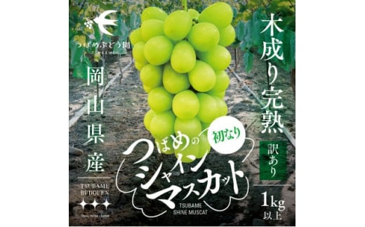 先行受付/訳あり＞初なりシャインマスカット 2房～3房 1kg以上(岡山県