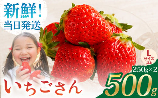 【農薬0への挑戦】朝摘みいちご ( いちごさん ) 500g ( 250g×2パック ) 【むらおか農園】 [HAF021]