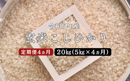 150268【令和5年産／お米定期便／4ヵ月】しまね川本 玄米 こしひかり5kg (計20kg）