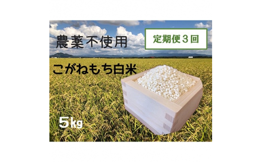 ＜2ヵ月毎定期便＞もち米白米5kg (栽培期間中農薬不使用・化学肥料不使用) 全3回【4007616】