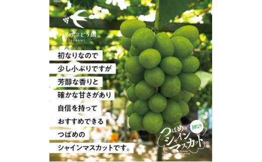 ＜先行受付/訳あり＞初なりシャインマスカット 2房～3房 1kg以上(岡山県産)【1469302】