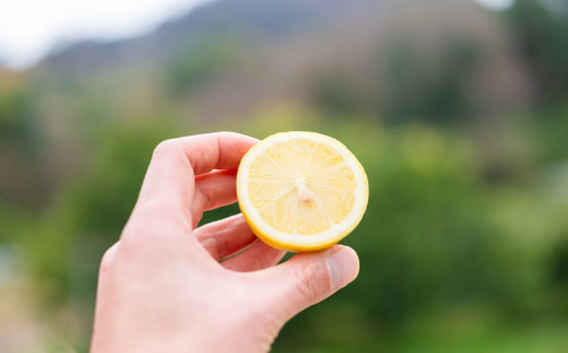 防腐剤やワックス不使用なので、皮まで安心してお使いいただけます。