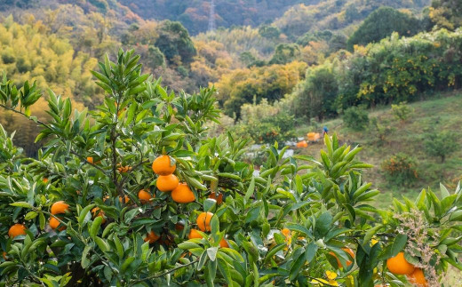 大崎上島にある農園では、毎年たくさんの柑橘が実ります