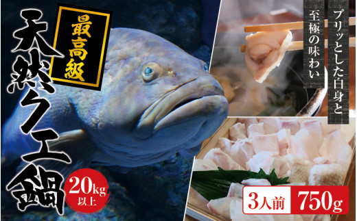 【冷凍】天然 最高級クエ 20kg 以上  クエ鍋セット 3人前(250g×3) 【2025年11月下旬から2026年2月下旬までに順次発送致します。】 / 高級 海鮮 お魚 魚  くえ鍋 クエ鍋 くえ くえ天然 冷凍 海産物【tkw011-2】