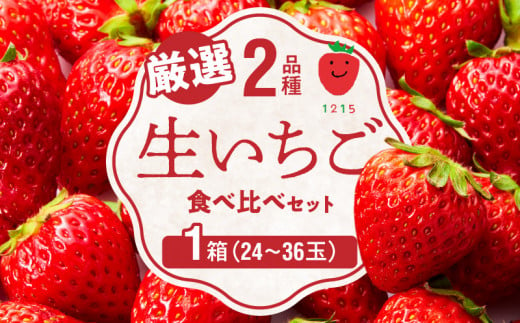 生いちご 厳選 2品種 食べ比べセット いちにのいちご園（2024年1月から