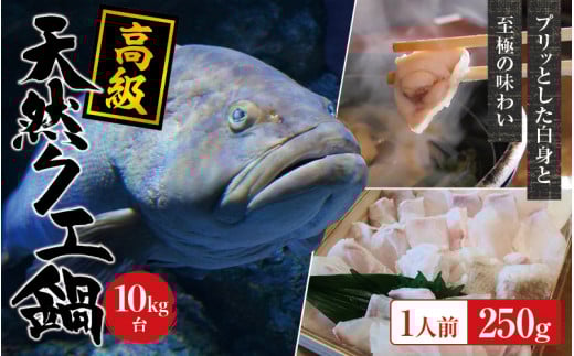 [冷蔵]天然 高級クエ 10kg台 クエ鍋セット 1人前(250g) [2025年11月下旬から2026年2月下旬までに順次発送致します。] / 高級 海鮮 お魚 魚 くえ鍋 クエ鍋 くえ くえ天然 海産物[tkw005-1]