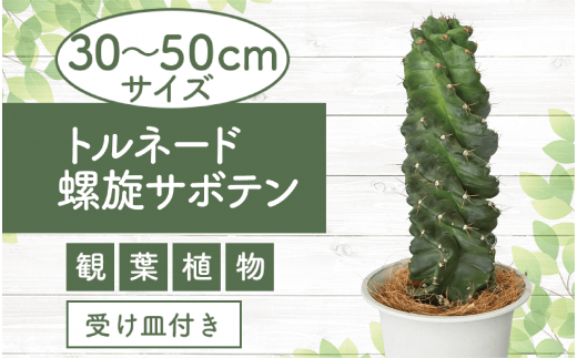 2025年3月上旬〜発送[観葉植物]トルネード螺旋サボテン30cm〜50cm(Green Farm M/130-1442) 観葉植物 植物 鉢付 インテリア 室内 オフィス おしゃれ プレゼント ギフト 開店祝い 移転祝い マイナスイオン[配送不可地域:北海道・沖縄県・離島]