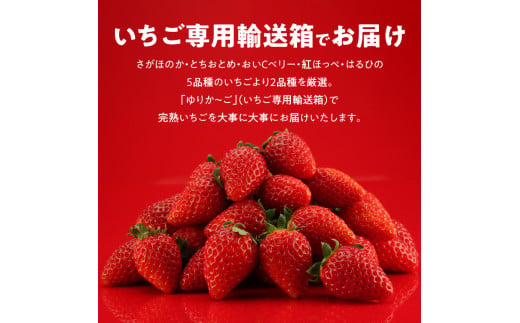 生いちご 厳選 2品種 食べ比べセット いちにのいちご園（2024年1月から