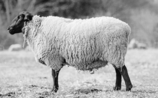 SASAKI FARMの羊：サフォーク種