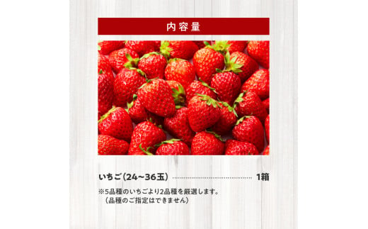 生いちご 厳選 2品種 食べ比べセット いちにのいちご園（2024年1月から