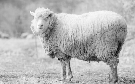 SASAKI FARMの羊：コリデール種
