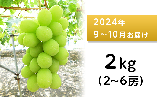 J0515 長野市産 シャインマスカット2kg【2024年9月以降出荷分】（矢島農園）