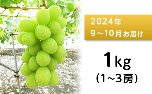 J0514 長野市産 シャインマスカット1kg【2024年9月以降出荷分】（矢島農園）