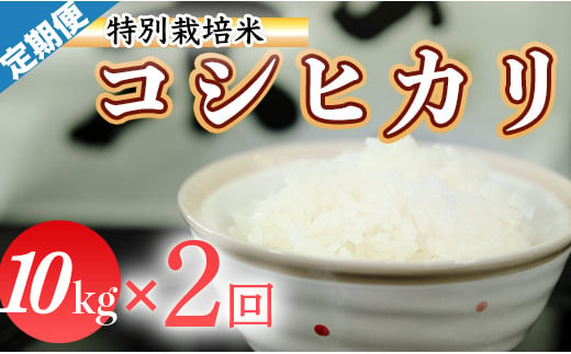 令和５年産 (精白米)　特別栽培米　こしひかり10kg ×2袋 789575 - 高知県三原村