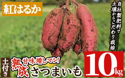 先行予約】農家直送！ 新玉ねぎ 約4kg と ドレッシング 2本セット