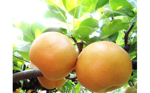 大分県玖珠町のふるさと納税 お礼の品ランキング【ふるさとチョイス】