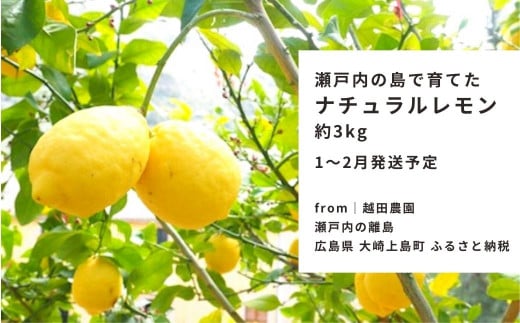 ｜予約｜1〜2月発送予定｜大崎上島産 越田農園のナチュラルレモン 約3kg
