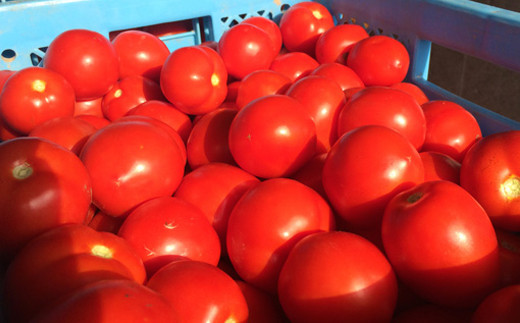 契約農家が露地栽培した完熟トマトジュース〔食塩無添加〕840ml瓶×12本