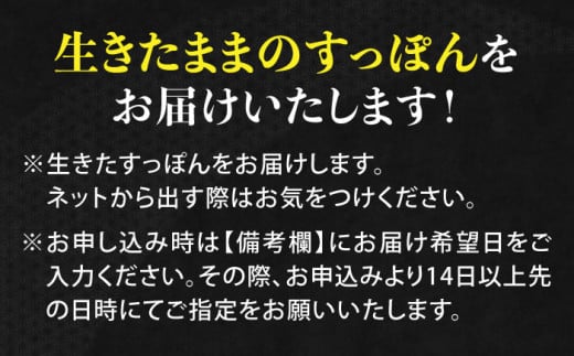 生きたまま届く最高級食材！安心安全な国産！江田島育ちのすっぽん