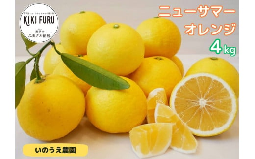 カネエの西宇和産　越冬完熟ニューサマーオレンジ ４kg 346178 - 愛媛県西予市