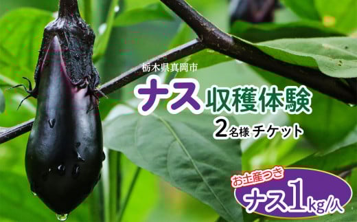ナスの収穫体験チケット2名様 真岡市 栃木県 送料無料 1162881 - 栃木県真岡市