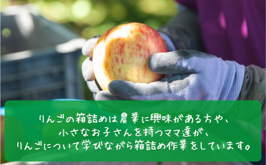 りんごの箱詰めは農業に興味がある方や、小さなお子さんを持つママたちが、りんごについて学びながら箱詰め作業をしています。