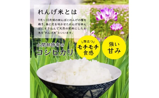 新米(令和2年産)コシヒカリ玄米20kg　今なら栗5個付き米/穀物