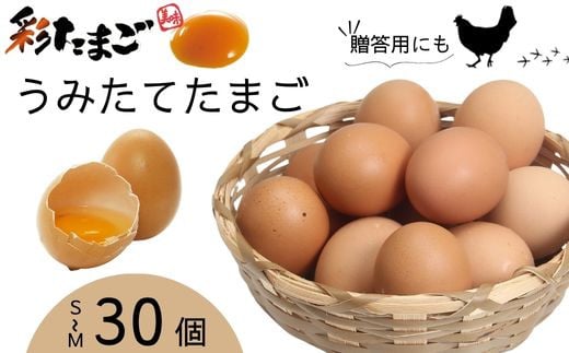 彩の国黒豚カレー&埼玉若牛ビーフカレー 6袋セット 【カレー カレー
