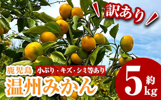 K-137 《期間限定》【訳あり】温州みかん 5kg【AGRI KAKUIDA】霧島市 みかん ミカン 5キロ フルーツ 果物 蜜柑 柑橘 常温保存  ｜ふるラボ